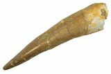 Fossil Plesiosaur (Zarafasaura) Tooth - Morocco #298326-1